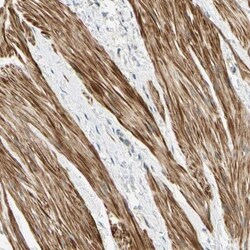 P4HA3 Antibody, Novus Biologicals 25 &mu;L; Unlabeled:Antibodies, Polyclonal
